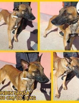 liebe Malinois Hündin Sansa sucht... - Margetshöchheim