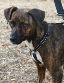 Wer gibt Silly ein Zuhause? - Neuss