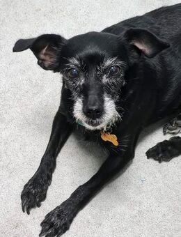 Paca - entzückende HundOmi - Ratekau