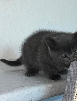 BKH/BLH Kitten - Hamburg