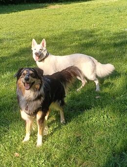 Schäferhund-Australian-Shepherd-Mix Welpen Geb. 13.07.2025 - Schwerin