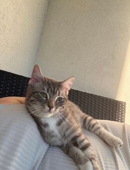 2 kitten abzugeben - Köln