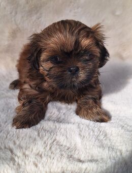 Super süße Shih-Tzu Mädchen wollen dein Herz erobern - Köln