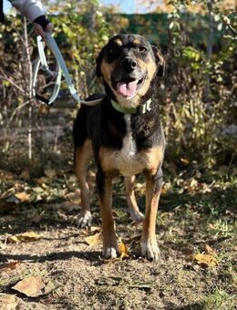 Hugi - möchte Teil Deiner Familie sein! - Köln