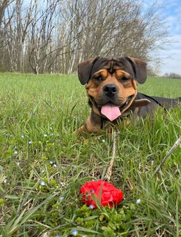Bullweiler Balou sucht ein neues, liebevolles Zuhause - Halle (Saale)