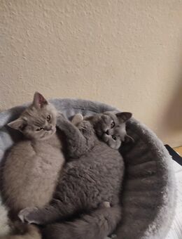 Bkh Katzen (Kitten) zum Verkauf - Bremen