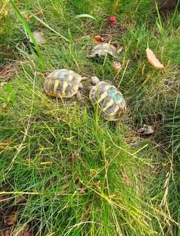 Testudo hermanni boettgeri Nachzuchten (24 u. älter) - Bernburg (Saale) Zentrum
