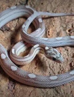 🐍 Zwei Kornnattern (weiblich, 3 Jahre, gesund) inkl. Terrarium abzugeben - Köln