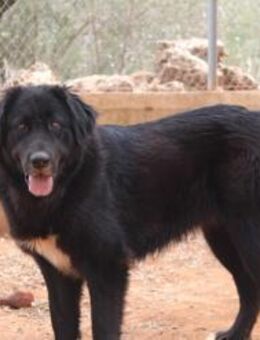 Arwen; weiß was sie will - Geilenkirchen