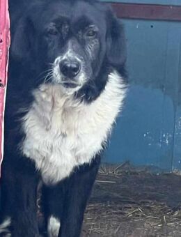 Hübsche SORA sucht erfahrenes Zuhause - Neuberg