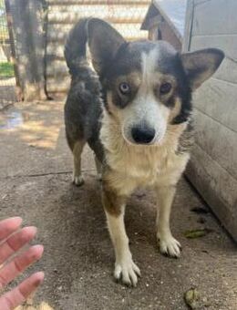 Lia - Husky Mix Hündin sucht ihr Glück! - Köln