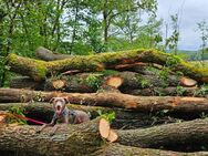 Labrador Hündin - Waldbröl