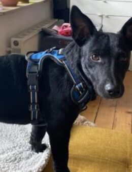 Schnuckel THEO🩵wartet in 18249 Bernitt - Hamburg