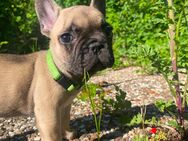 4 wundervolle Französische Bulldoggen Welpen - Willingen (Upland)