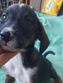 MAC - verspielt, welpentypisch - Velbert