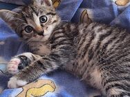 Gesunde Babykatze Kitten - Itzehoe