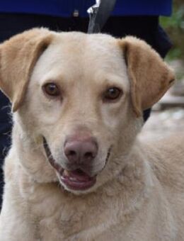 Frodo - liebenswerter netter Rüde - Lohmar