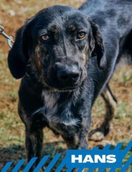 Hans - sucht das Glück - Berlin