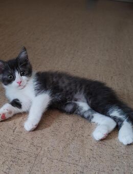 Perser Mix Kitten - Bad Vilbel