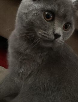 Wunderschöne Bkh Kitten abzugeben - Berlin Tempelhof-Schöneberg