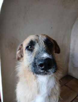 🆘 Stormy sucht sein Glück🆘 Notfall - Eislingen (Fils)