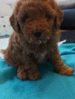 Maltipoo Welpen 1 Rüden noch frei - Neuenkirchen (Landkreis Diepholz)