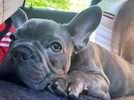 Welpe Französische Bulldogge Rüde Blue Brindle - Bonn Endenich