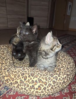 Kitten suchen neues Zuhause - Essen