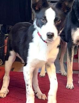 ❤️Fido...kleiner Schatz mit großem Herz - Eutingen (Gäu)