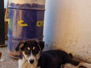 Wer gibt Sam ein Forever Home? - Oberhausen