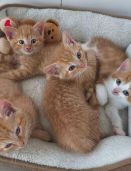 2 Orange Kater suchen ein neues Zuhause - Oberpöring