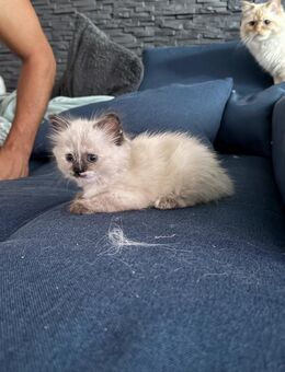 Ragdoll edelmix kitten - Engelskirchen