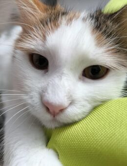 Maine Coon Kater und Katze Reinrassig ja Jahr alt - Chemnitz