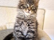 Maine Coon Kater - Nienburg (Weser)