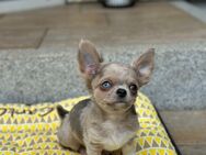 Wunderschöne Chihuahua Welpen - Lindenberg (Allgäu)