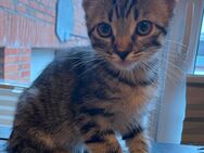 BHK kitten, Kurzhaar Baby Katzen - Achim