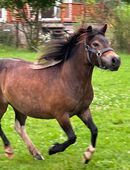 Shetty, Shetlandpony Stute in 18507