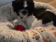 Shih Tzu Rüde sucht neues Zuhause - Wörth (Main)
