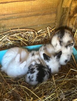 2 Zerghäschen Bock und Weibchen suchen ab sofort neues Zuhause - Kißlegg