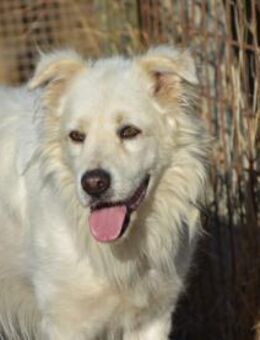 Leone sucht sein Zuhause - Neuss