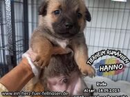HANNO - ein kleiner Wirbelwind - Waakirchen