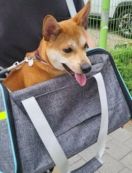 Kkuya sucht ein Zuhause oder eine PS ♥ - Ebstorf (Klosterflecken)
