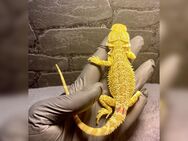 Bartagame No2 (pogona vitticeps) Weibchen Citrus NZ 7/2024 - Hamburg Wandsbek