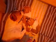 Chihuahua Mix Welpen - Heek