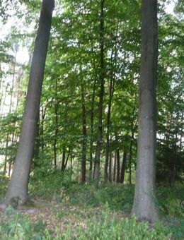 0,62 ha Waldverkauf in 49584 Fürstenau - Fürstenau
