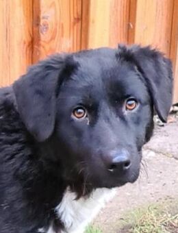 Elio Rohdiamant Tierschutz - Celle