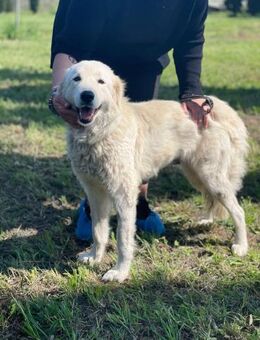 MANDORLA💛💛💛menschenverliebte Hündin - Herxheim (Landau)
