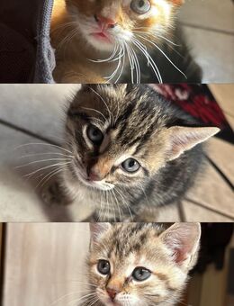 Süße Kätzchen suchen tolles Zuhause - Bargstedt (Schleswig-Holstein)