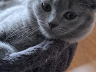 2 BKH British Kurzhaar Kitten zu verkaufen - Salzgitter
