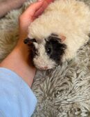 Meerschweinchen Babys in 49809